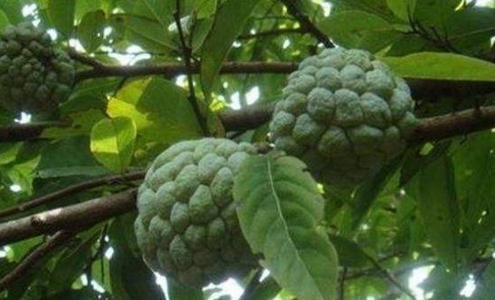 排毒养颜|冬天常见3种食物,坚持天天吃一些,排毒养颜,提高免疫力