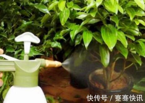 用2种“过期药”,泡水去浇花,土壤几年不板结,养啥都旺!