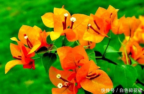 喜欢菊花,不如养盆“三角梅”,盛开的花盆,绚丽多姿