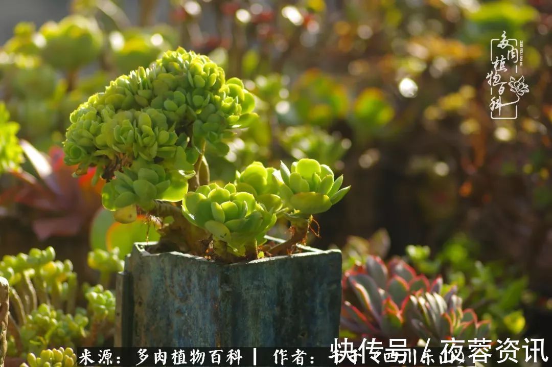 夏天|夏天日晒雨淋,秋老虎来势汹汹,你的多肉准备好逆袭了吗