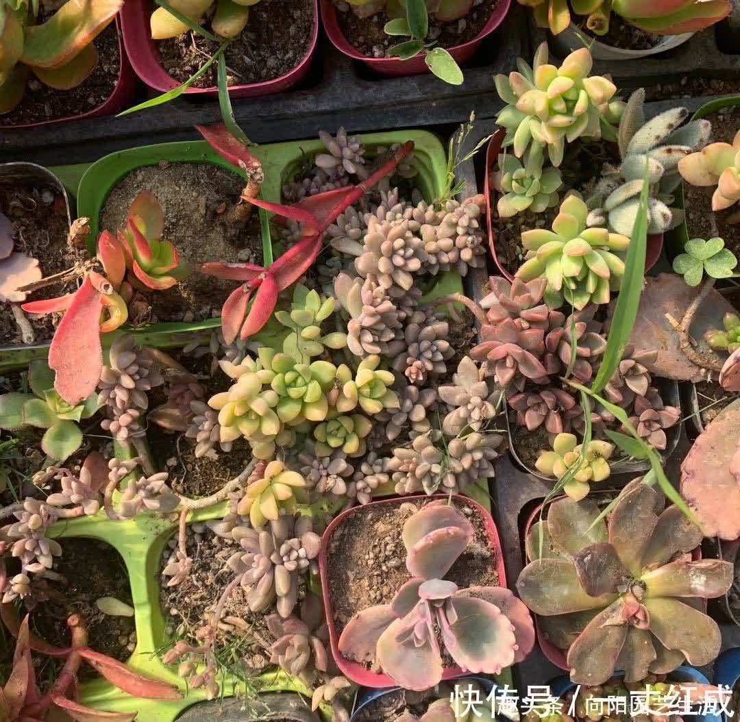 路边的多肉真便宜,1块钱1盆,不要买!买上一堆还不如买1棵