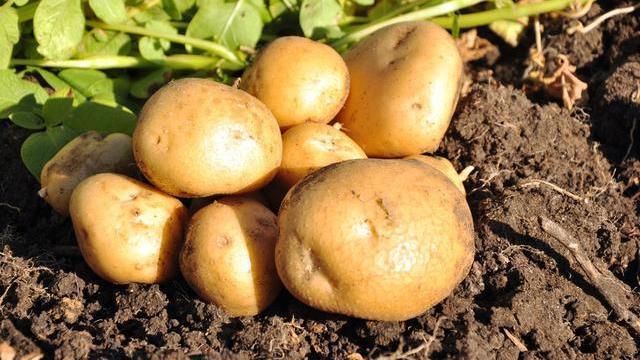 土豆去皮原来这么简单,现在才知道,教你一招,再也不用削皮了