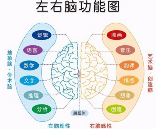 苗子|右脑发达的孩子,大多有以下特征,日后多半是学霸的“苗子”