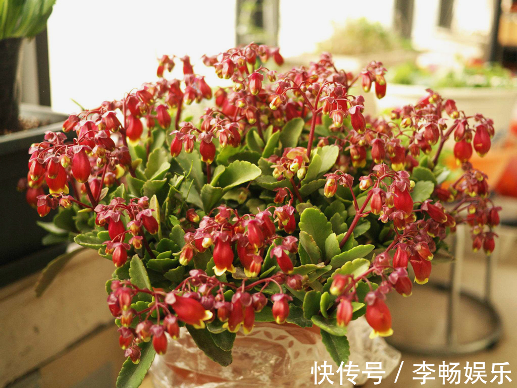 一种植物,人称“盆栽花卉之冠”,有农民靠它发了财