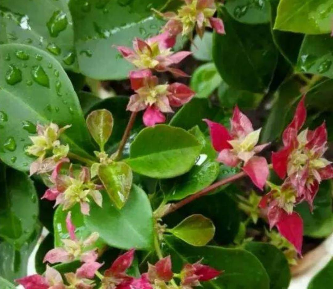 盆栽|夏天花卉被晒蔫,切记不要马上浇水,否则难救活