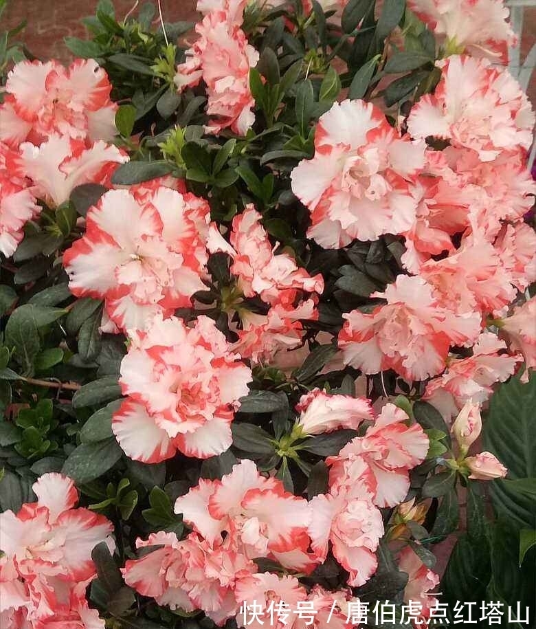 4种花颜值高，但是养护起来太难，新手最好别入！