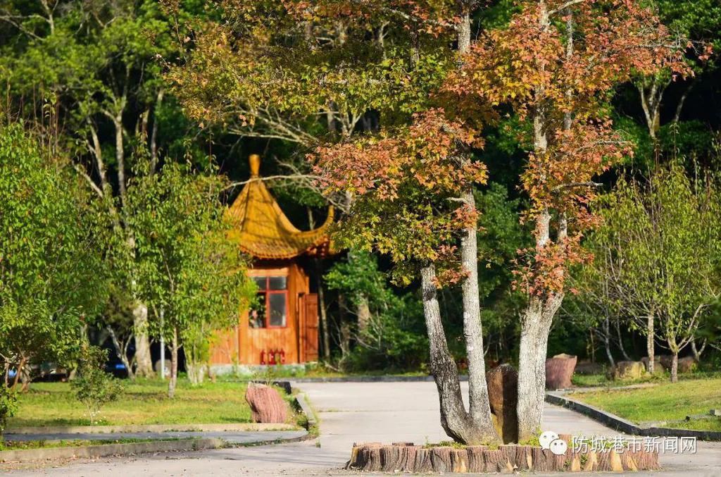 大山国家森林公园|看“枫”景、泡温泉，这个冬天来这里就对了！