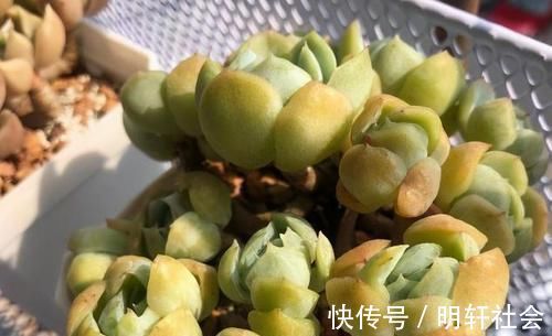 多肉植株|养多肉，不懂该什么时候浇水？凭借这些特征动手就能远离问题