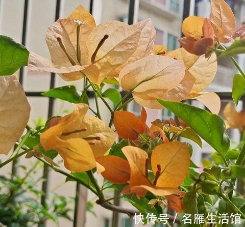 花盆|夏季养这三种花,用小盆更容易度夏,秋凉后疯长