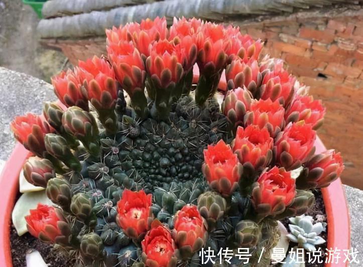 霸气“旱养花”就选这1种,家里养一盆,子子孙孙,越养越多