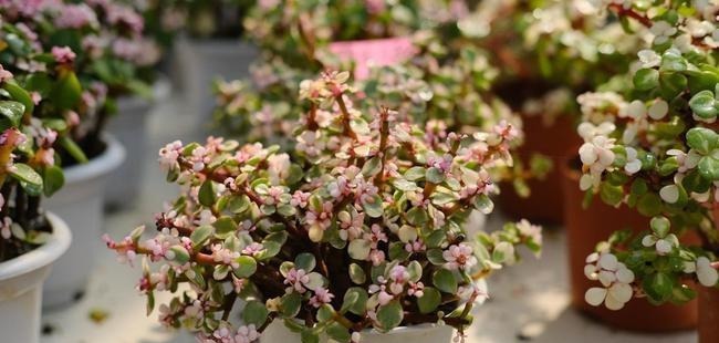 养多肉雅乐之舞,做好5要点、注意3事项,叶片嘭嘭肥起来,美极了