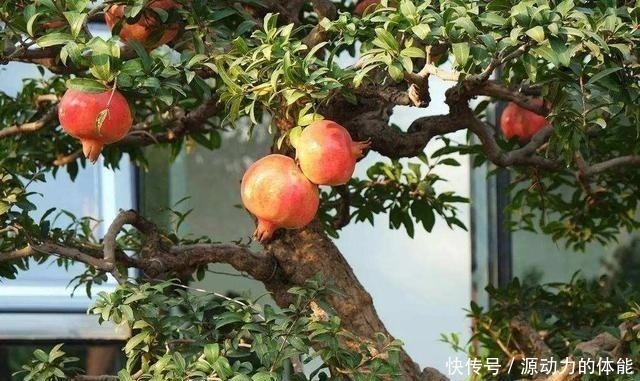 果子|家有小院子，不要错过“3种果树”，寓意好，能观赏，还能摘果子