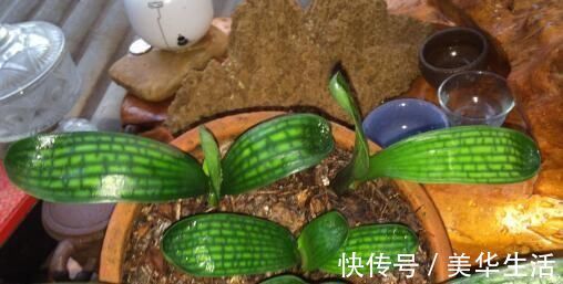 君子兰小苗这样养,叶多、翠绿肥厚,根系足,一年就能养开花