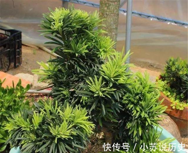 没事在家扦插4种“盆景贵树”,取截枝条插土里,生根快、价值高