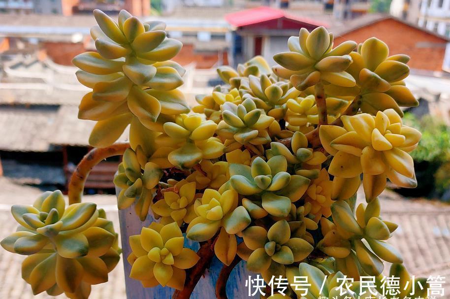 酥皮鸭|多肉花盆不透气，三伏天想换盆？要是像这样操作那换一下也无妨