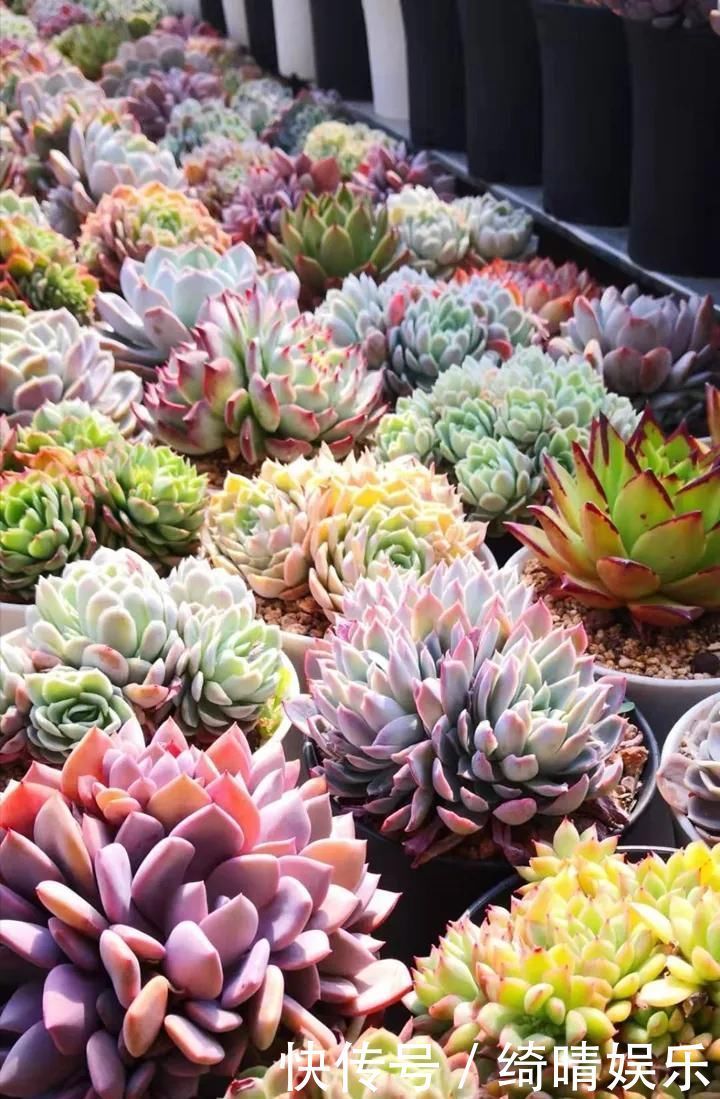 多肉养的胖嘟嘟，关键在浇水上，学学浇水小技巧，多肉长爆盆