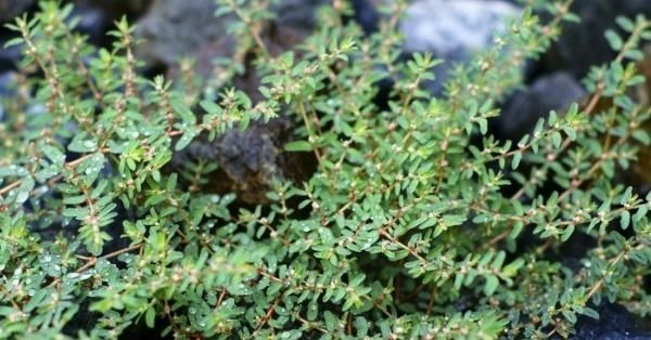 地锦草|农村这种野草随处可见，人称“血见愁”，价值很珍贵，拔1棵少1棵