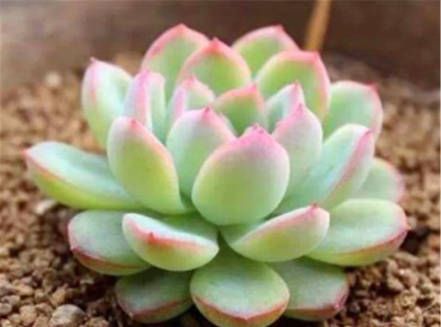 夏季|叶插的多肉有“3怕”，难怪夏季成片死亡，学会了安全度夏根系壮