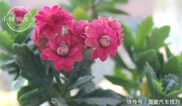 5种花将进入休眠期,在梦中度夏,睡醒有精力,开花多又艳!