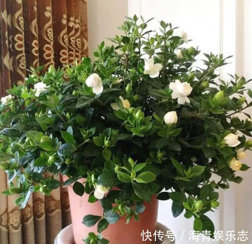 发黄|4种花夏天必须勤浇水,水分充足爆花一整夏,不然叶片发黄不开花