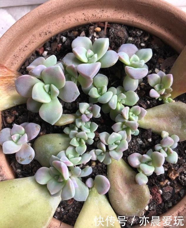 四种“零差评”多肉推荐,颜值不比桃蛋低,还容易成老桩