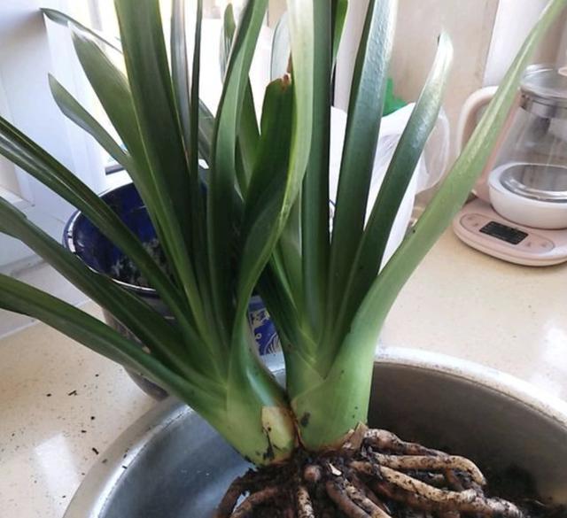 什么“养花肥”,都不如“它”,腐熟后浇君子兰、月季,开出花!