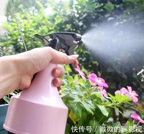 这样养出的月季花,花大色艳,枝繁叶茂