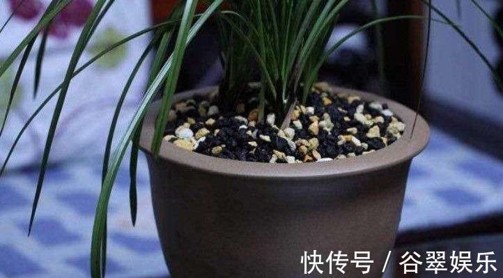 植料|给兰花换盆,注意5个“要点”,保证兰花根系壮,后期长势旺