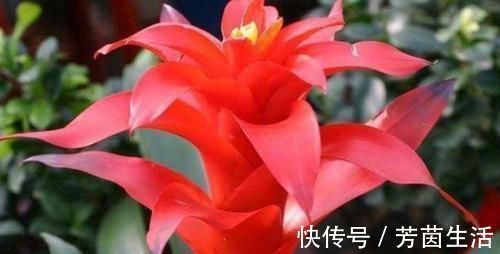 开花最美的盆栽花卉，花大色艳，花开勤快，种植容易，很值得栽培