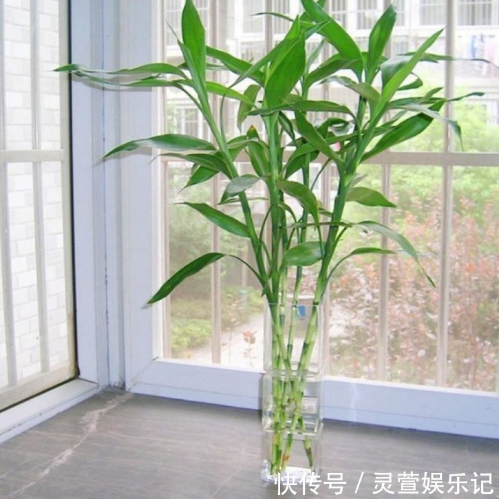 5种花招财纳福!家里养一盆,有吉祥好兆头