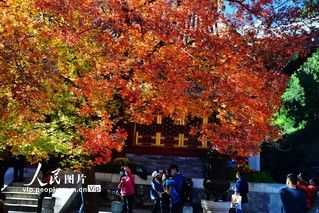 香山|北京：香山赏红叶