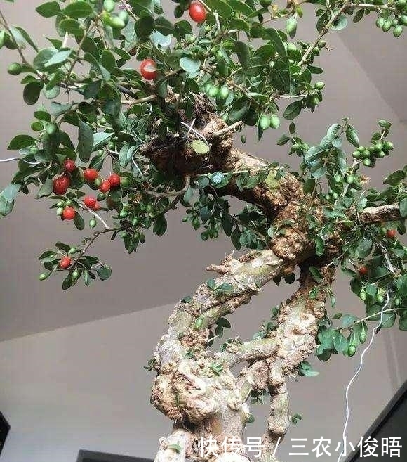 没钱买花，野外去挖，插个枝就活，一年变昂贵的盆景，挂满红果果