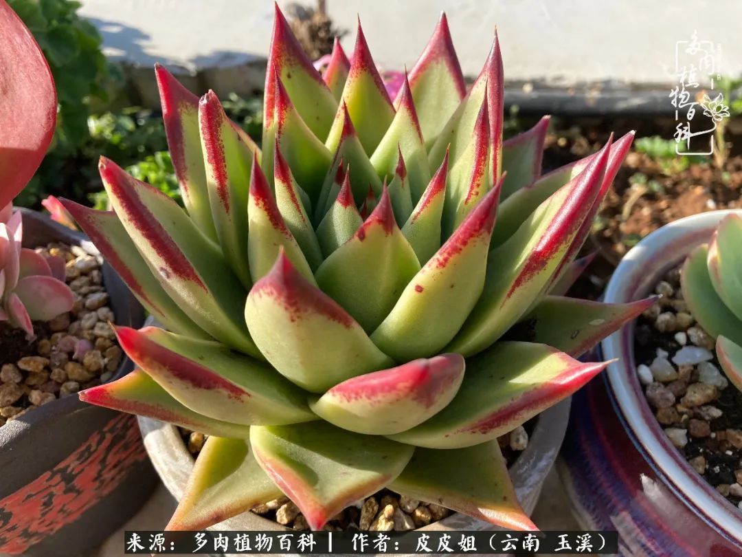 秋黄|柴米油盐的日子,养几盆多肉吧,为生活添几抹色彩!