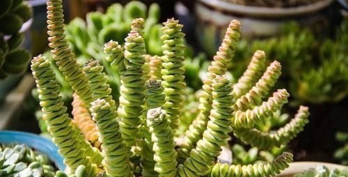 小老桩|养多肉有4忌,避开了才能长得胖乎乎,独苗变成群生小老桩