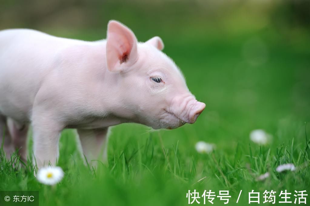 农历|农历这几月出生的属猪人，一生衣禄丰富，一生无凶无病！