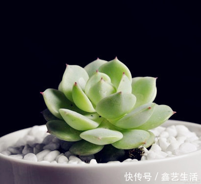 春天“5点”多肉养肉法，让肉肉蹭蹭长爆盆