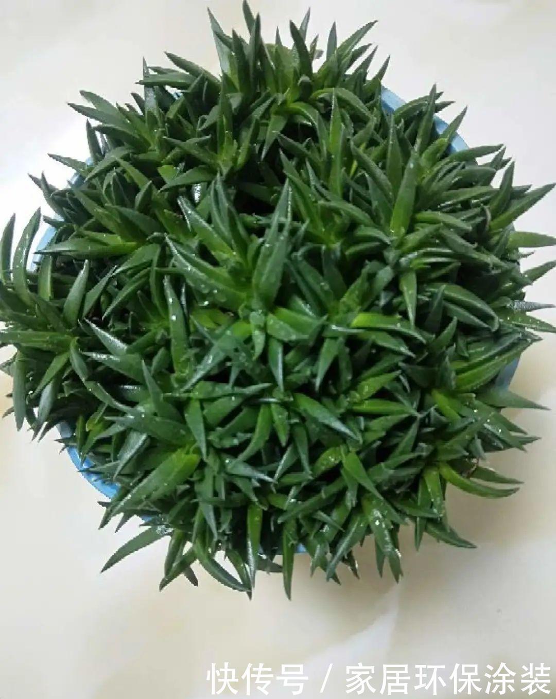 多肉开花会死?别担心,开完砍一刀,活得好好的