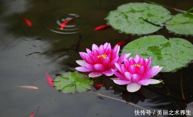 盆栽睡莲夏季怎么养好做好这几点,花大色艳!
