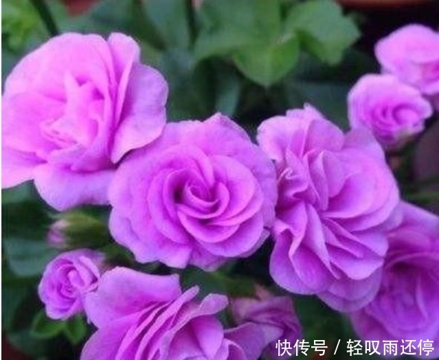 4种花自带财运，家里养一盆，30天不浇水照样生长，一年开花不断