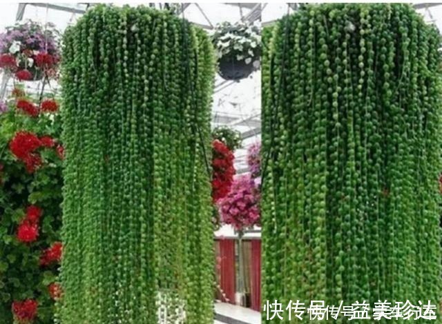 绿珍珠|“吊着养”的多肉，不要控养撒欢长，千珠万珠垂落，阳台一片好景！