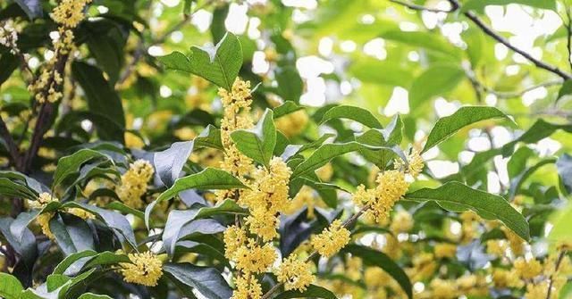 种桂花,不花1分钱,“掐”根枝条插盆里,来年桂花香满屋