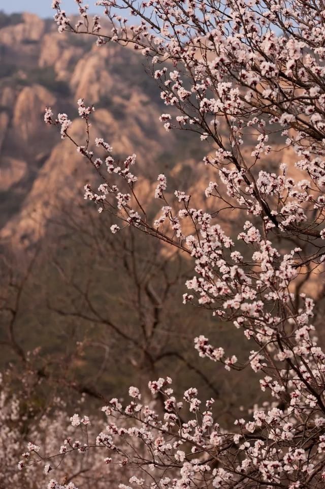 杏花|背靠五莲山！久负赏花盛名，今日一见确实惊叹