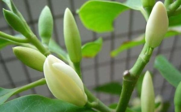 要注意|此花“再懒”的人也能养,一开就是大半年,没想到比桂花还要香