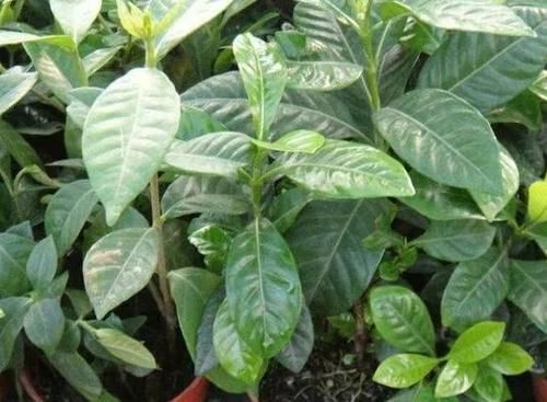 忽冷忽热的天气，养花种草，怕出意外就多用点这“灰”