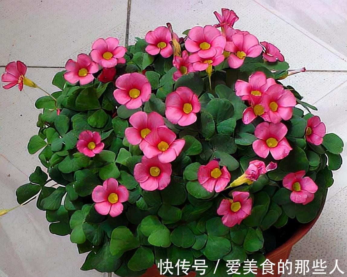 冬至前养1盆这农村野草，雅致秀美、开花旺盛情怀满满