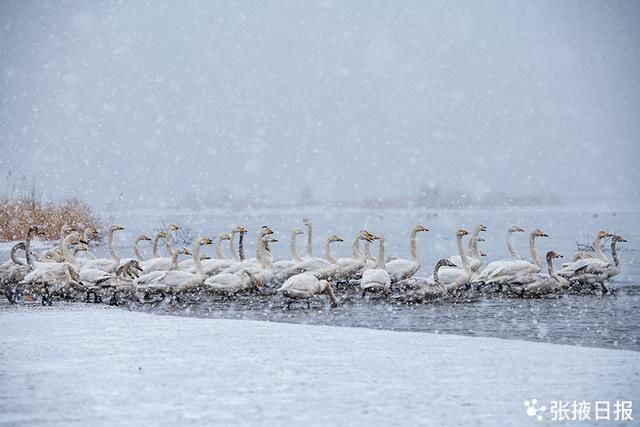 高台湿地|高台湿地大天鹅雪中浪漫起舞湖中游弋