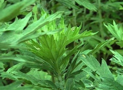 艾叶|十个女人九个炎症晚上常用它泡脚,补气血,子宫干净了肤白貌美了