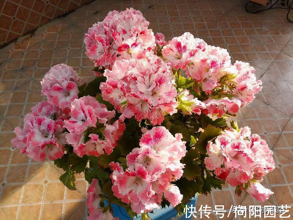 阳台|冬天，室内阳台可以养的8种花，花期长，价格便宜，好养护