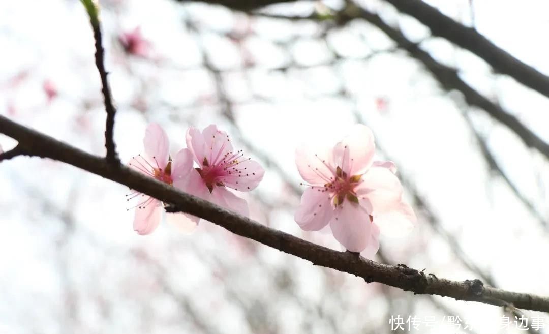 公园|春暖花开风景好， 踏青赏花正当时