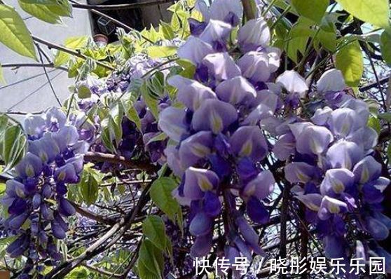 花海|4种花养在阳台,晒晒太阳就开花,轻松变成花海瀑布